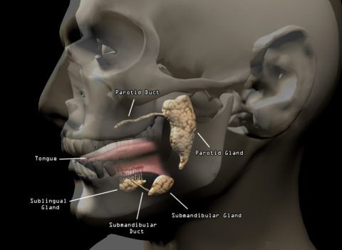 3D Model – Penn State Psychology