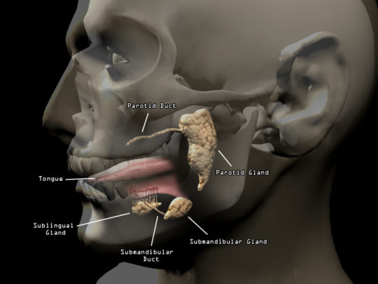 3D Model - Salivary Glands