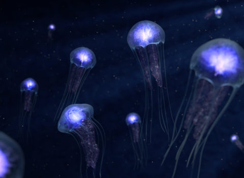 CGI Scene – Underwater Jellyfish